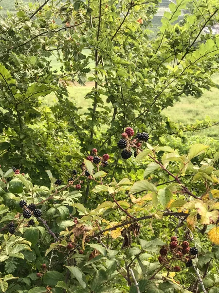 Yol Boyunca Lezzetli Böğürtlenler Morra Piedmont Talya — Stok fotoğraf