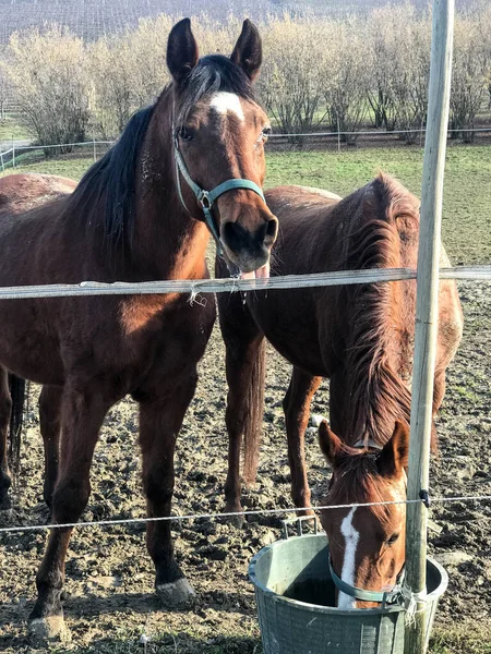 パドックの馬のグループ — ストック写真