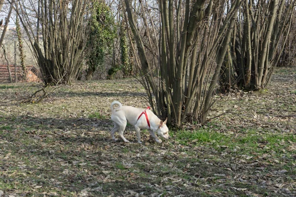 A young truffles dog is looking for truffle in a hazel grove of the Langhe, Piedmony - Italy — Stock Image Young Truffles Dog Looking Truffle Hazel Grove Langhe Piedmony Italy Royalty Free Stock Images