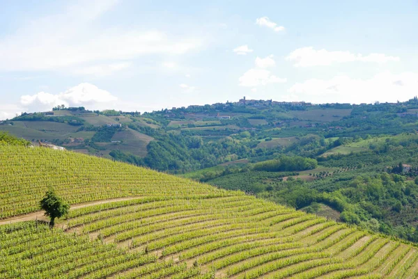 View Langhe Hills Vineyards Alba Piedmont Italy — Stock Photo, Image