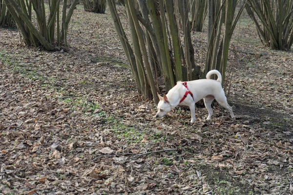 A young truffles dog is looking for truffle in a hazel grove of the Langhe, Piedmony - Italy — Stock Image Young Truffles Dog Looking Truffle Hazel Grove Langhe Piedmony Italy Stock Photo