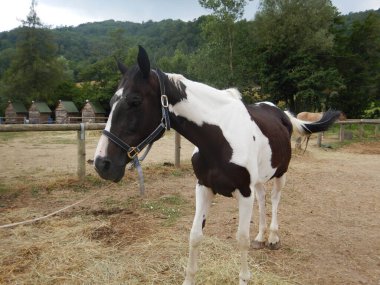 Çiftliğin otlağında bir at