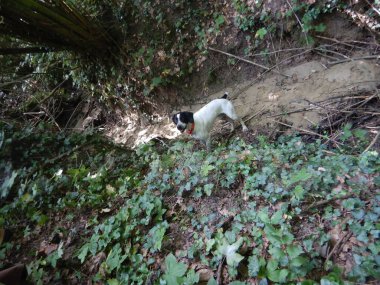 Yer mantarı köpeği Langhe, Piedmony, İtalya 'da yer mantarı arıyor.