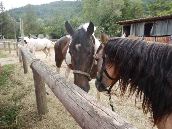 Twee Paarden Paddock Van Een Boerderij — Stockfoto