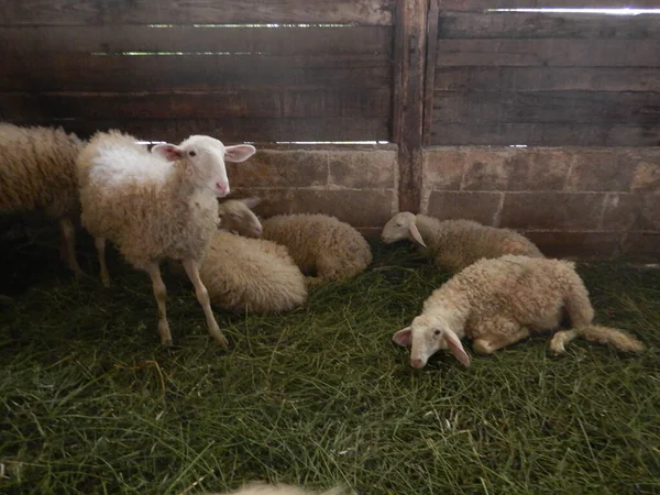 Stado Owiec Owcach — Zdjęcie stockowe
