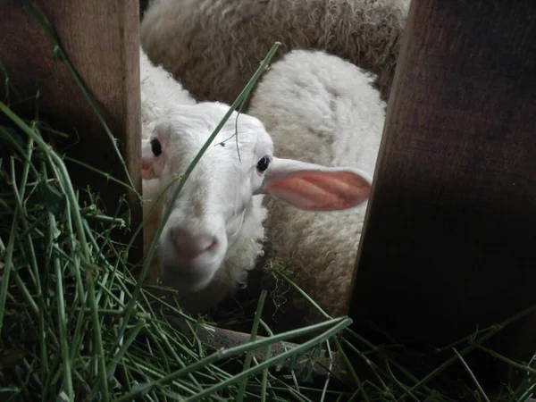 Stado Owiec Owcach — Zdjęcie stockowe