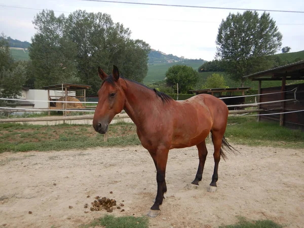 Caballo Potrero Una Granja — Foto de Stock