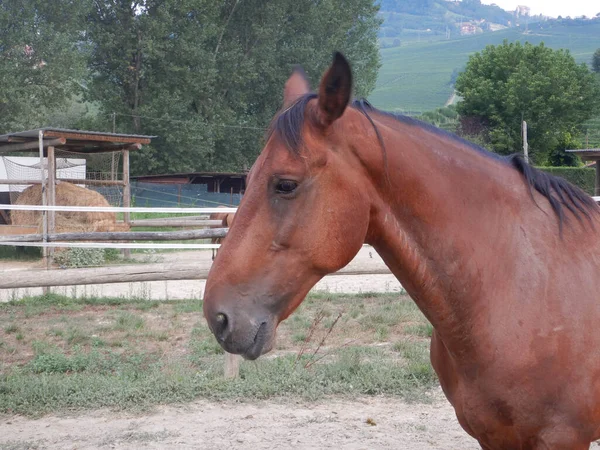 Een Paard Paddock Van Een Boerderij — Stockfoto