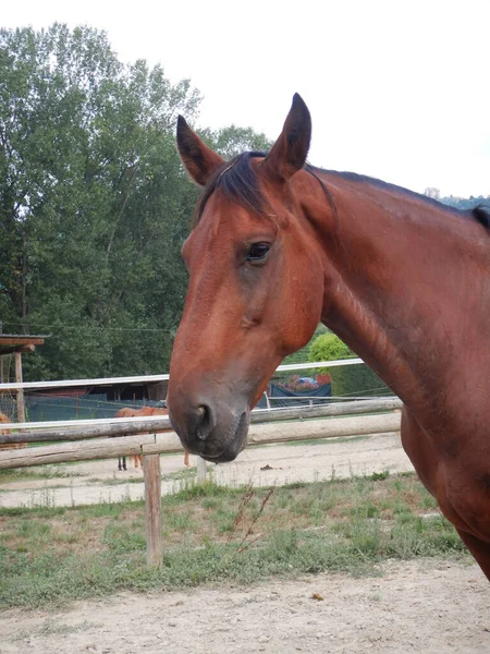 Ein Pferd Auf Der Koppel Eines Bauernhofs — Stockfoto