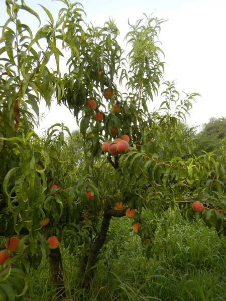 意大利皮埃蒙特Langhe的桃树 — 图库照片