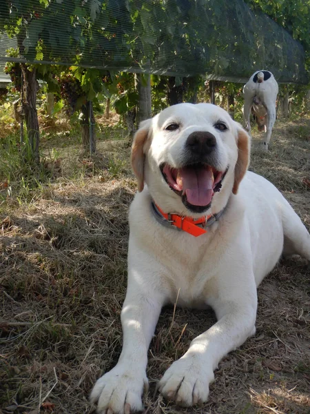 Rocky Trüffelsuchhund Morra Italien — Stockfoto