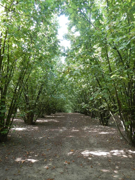 Hazelnut Langhe Morra Piedmont Italy — стокове фото