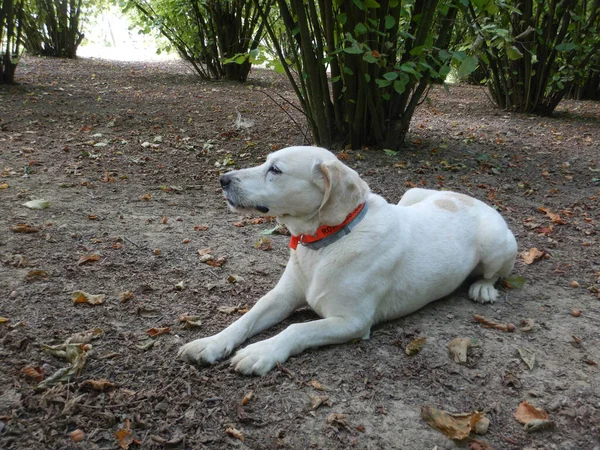 Rocky Σκύλος Για Την Έρευνα Τρούφας Morra Ιταλία — Φωτογραφία Αρχείου