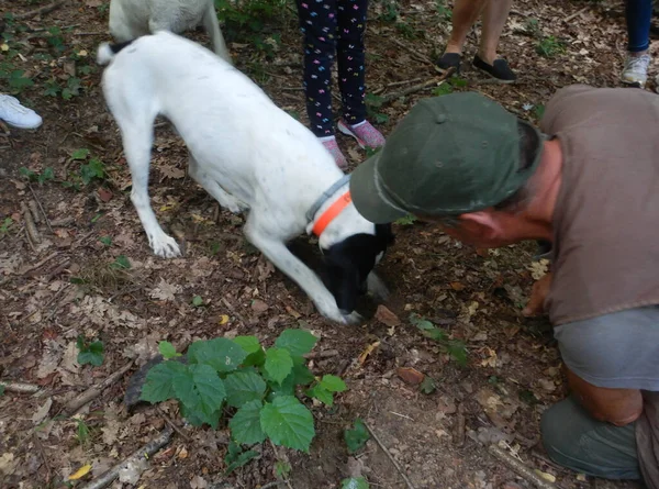 Yer mantarı köpeği Langhe, Piedmony, İtalya 'da yer mantarı arıyor.