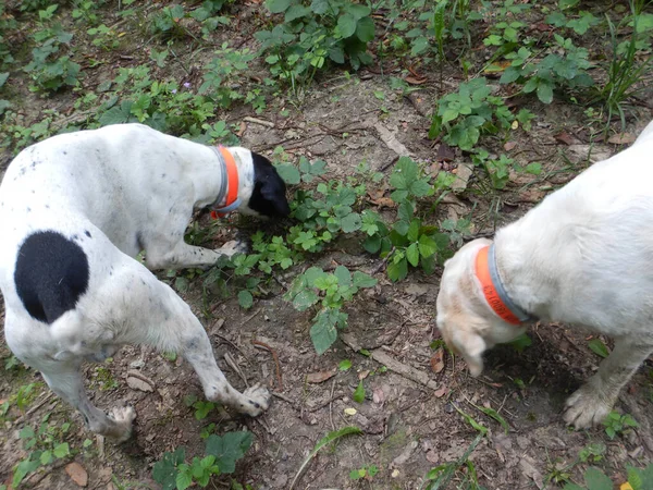 Trufas Perros Está Buscando Trufa Langhe Piedmony Italia — Foto de Stock