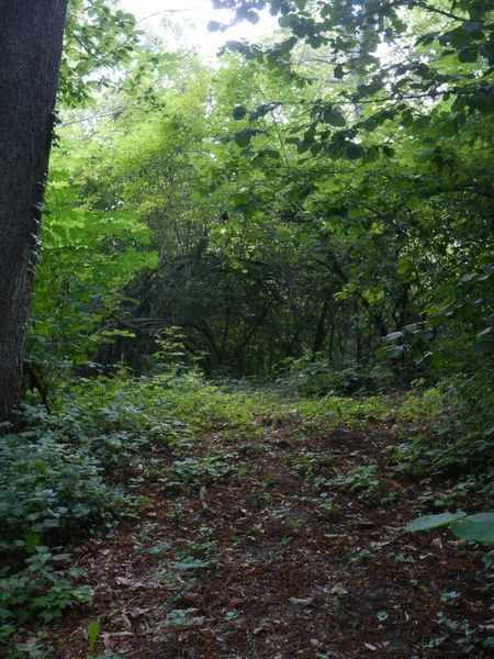 意大利皮埃蒙特La Morra山路 — 图库照片