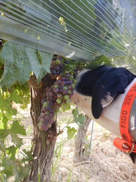 Truffle dog eats grapes directly from the plant, La Morra, Piedmont - Italy — Stock Image Truffle Dog Eats Grapes Directly Plant Morra Piedmont Italy Royalty Free Stock Photos