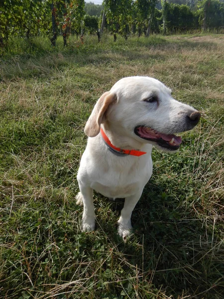 Rocky: dog for truffles research, La Morra - Italy — Stock Image Rocky Dog Truffles Research Morra Italy Royalty Free Stock Images