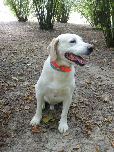 Rocky: dog for truffles research, La Morra - Italy — Stock Image Rocky Dog Truffles Research Morra Italy Stock Picture