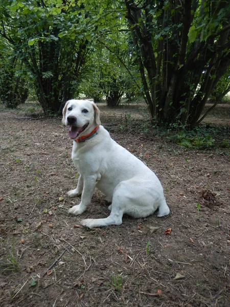 Rocky: dog for truffles research, La Morra - Italy — Stock Image Rocky Dog Truffles Research Morra Italy Stock Photo