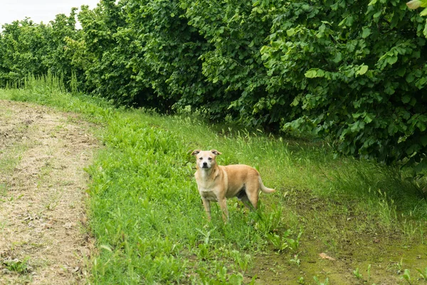 Hazelnuts in Langhe with a dog, Piedmont - Italy — Stock Image Hazelnuts Langhe Dog Piedmont Italy Royalty Free Stock Photos