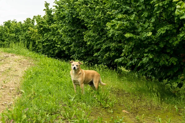 Hazelnuts in Langhe with a dog, Piedmont - Italy — Stock Image Hazelnuts Langhe Dog Piedmont Italy Stock Picture