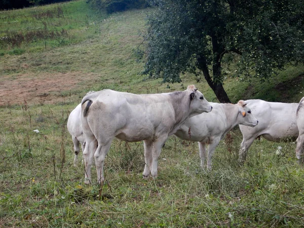 Vacche Pascolo Libere Vicino Igliano Piemonte Italia — Foto Stock