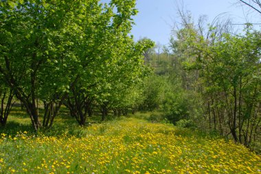 Langhe, Piedmont, İtalya 'da fındık