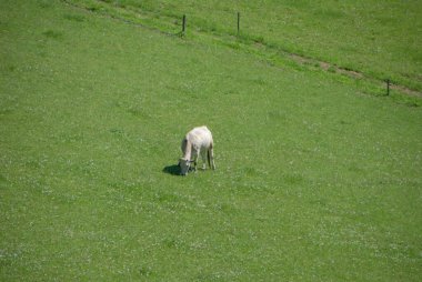 Langhe tepelerinde otlayan inek, Piedmont - İtalya