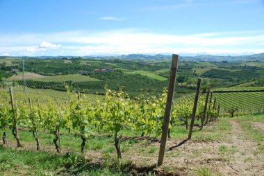 Arka planda üzüm bağları ve Alp dağları olan Langhe tepelerinin manzarası, Piedmont - İtalya