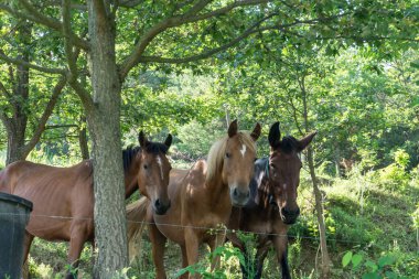 Küçük bir ormanın altında bedava atlar