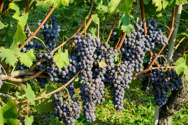 Colheita Uvas Zona Cannubi Barolo Piemonte Itália — Fotografia de Stock