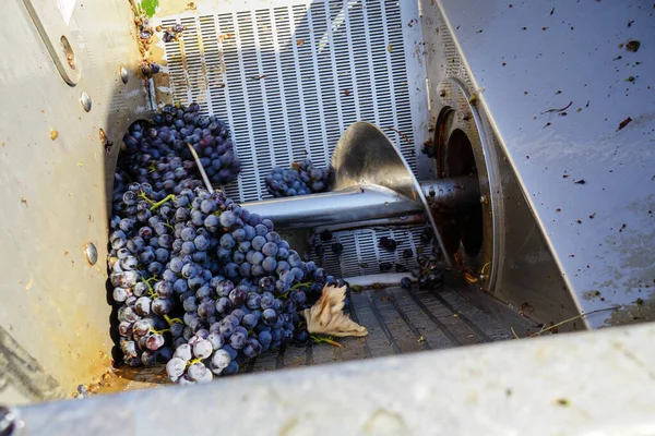 Нажатие Винограда Конце Сбора Урожая Бароло Пьемонт Италия — стоковое фото