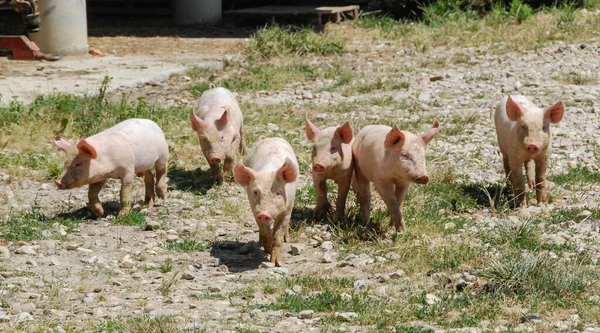 초원을 뛰어다니는 돼지들 — 스톡 사진
