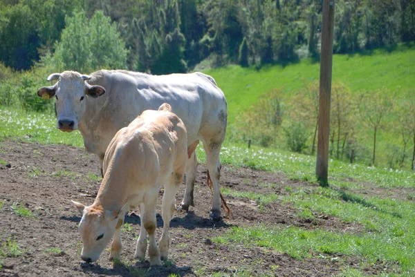 Vacche Pascolo Sulle Colline Delle Langhe Piemonte Italia — Foto Stock