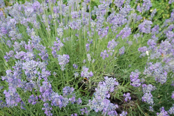 Fleurs Lavande Campagne — Photo