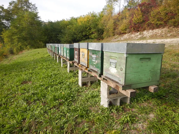 Bienenstöcke Auf Einer Wiese Der Langhe Piemont Italien — Stockfoto