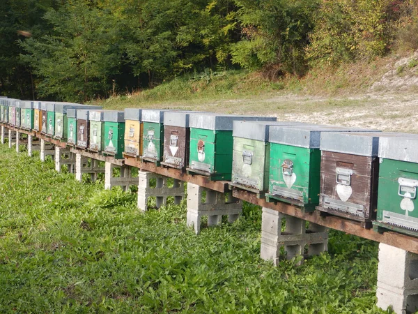 File Beehives Meadow Langhe Piedmont Italy — Stock Photo, Image