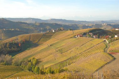 Langhe tepelerindeki üzüm bağları, Piedmont - İtalya