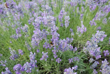 Kırsalda kokulu lavanta çiçekleri çalısı