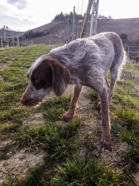 Langhe, Pirdmont 'ta köpek trüf araştırması - İtalya