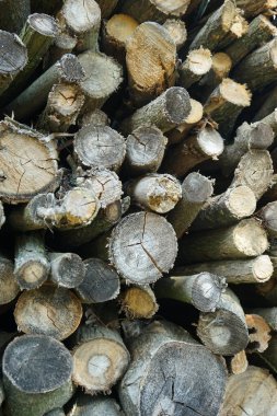 Yığınla odun.