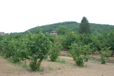 Cravanzana, Piemonte, İtalya 'da fındık ekilmiş.