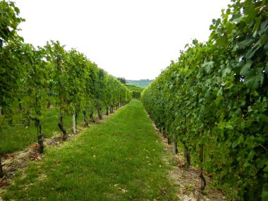 La Morra, Piedmont, İtalya yakınlarındaki bir köy manzarası