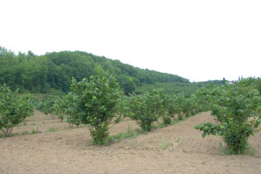 Cravanzana, Piemonte, İtalya 'da fındık ekilmiş.