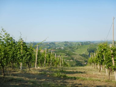 Neive, Piedmont, İtalya yakınlarındaki Batı Langhe 'ye bakın.