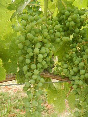 Olgunlaşan bir avuç Nebbiolo üzümü