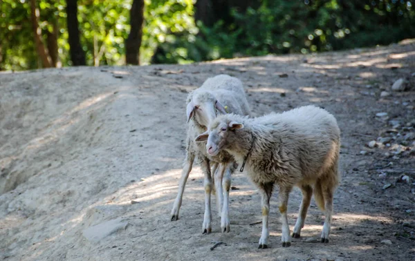 Twee Schapen Grazen Piemonte Italië — Stockfoto