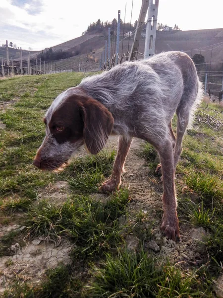 Dog Truffles Research Langhe Pirdmont Italy — стокове фото