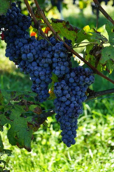 Wijngaard Met Trossen Nebbiolo Druiven Klaar Voor Oogst Langhe Piemonte — Stockfoto